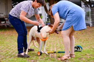 Conheça a história do cão Baré e da arara Rosa (Foto: Jucimar de Sousa/Mais Goiás)