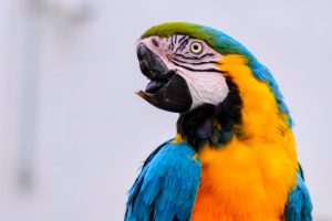 Conheça a história do cão Baré e da arara Rosa