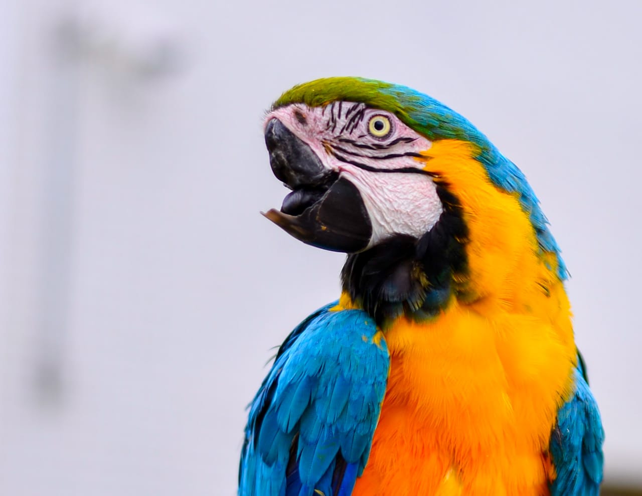 Conheça a história do cão Baré e da arara Rosa