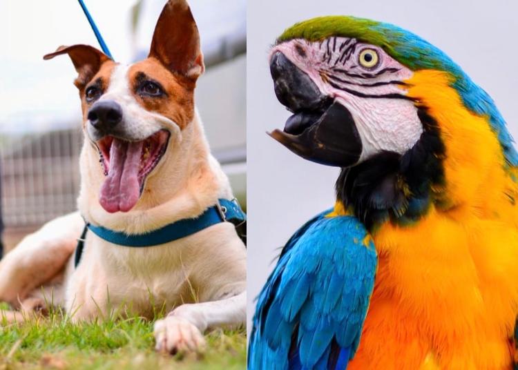 Conheça a história do cão Baré e da arara Rosa (Foto: Jucimar de Sousa/Mais Goiás)