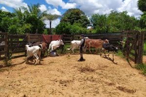PM recupera gado furtado e fecha abate clandestino em Catalão (Foto: Reprodução/PM)