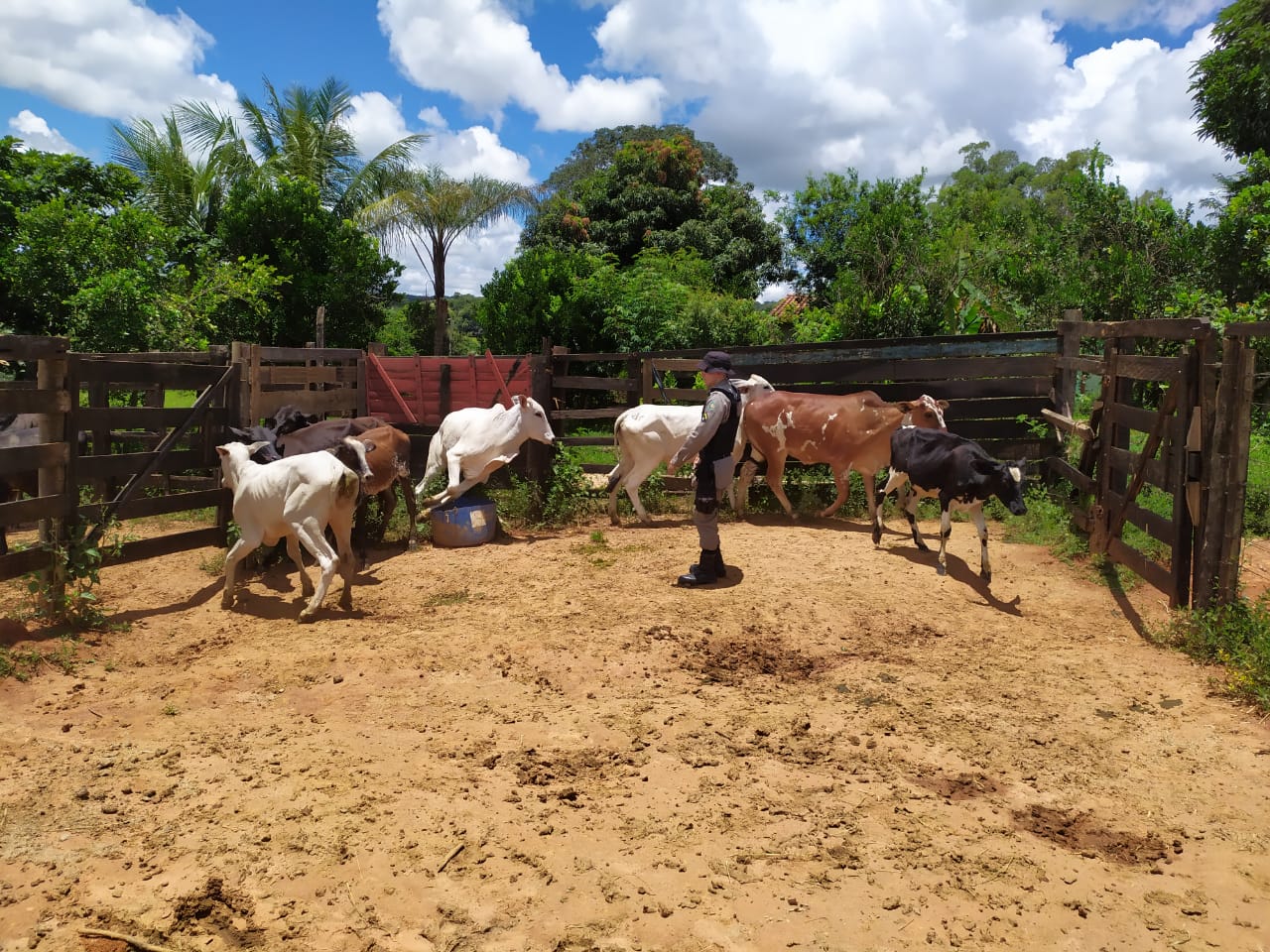 PM recupera gado furtado e fecha abate clandestino em Catalão (Foto: Reprodução/PM)