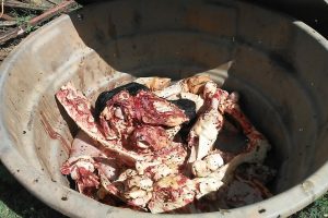 PM recupera gado furtado e fecha abate clandestino em Catalão (Foto: Reprodução/PM)