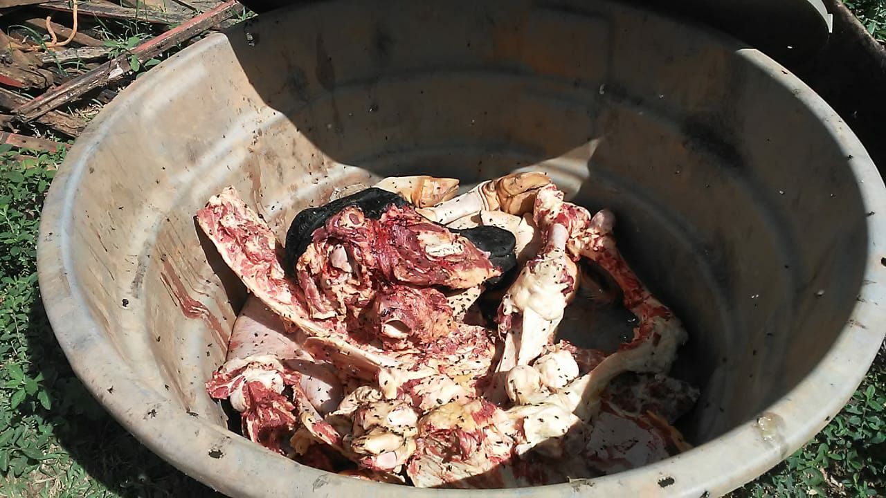 PM recupera gado furtado e fecha abate clandestino em Catalão (Foto: Reprodução/PM)