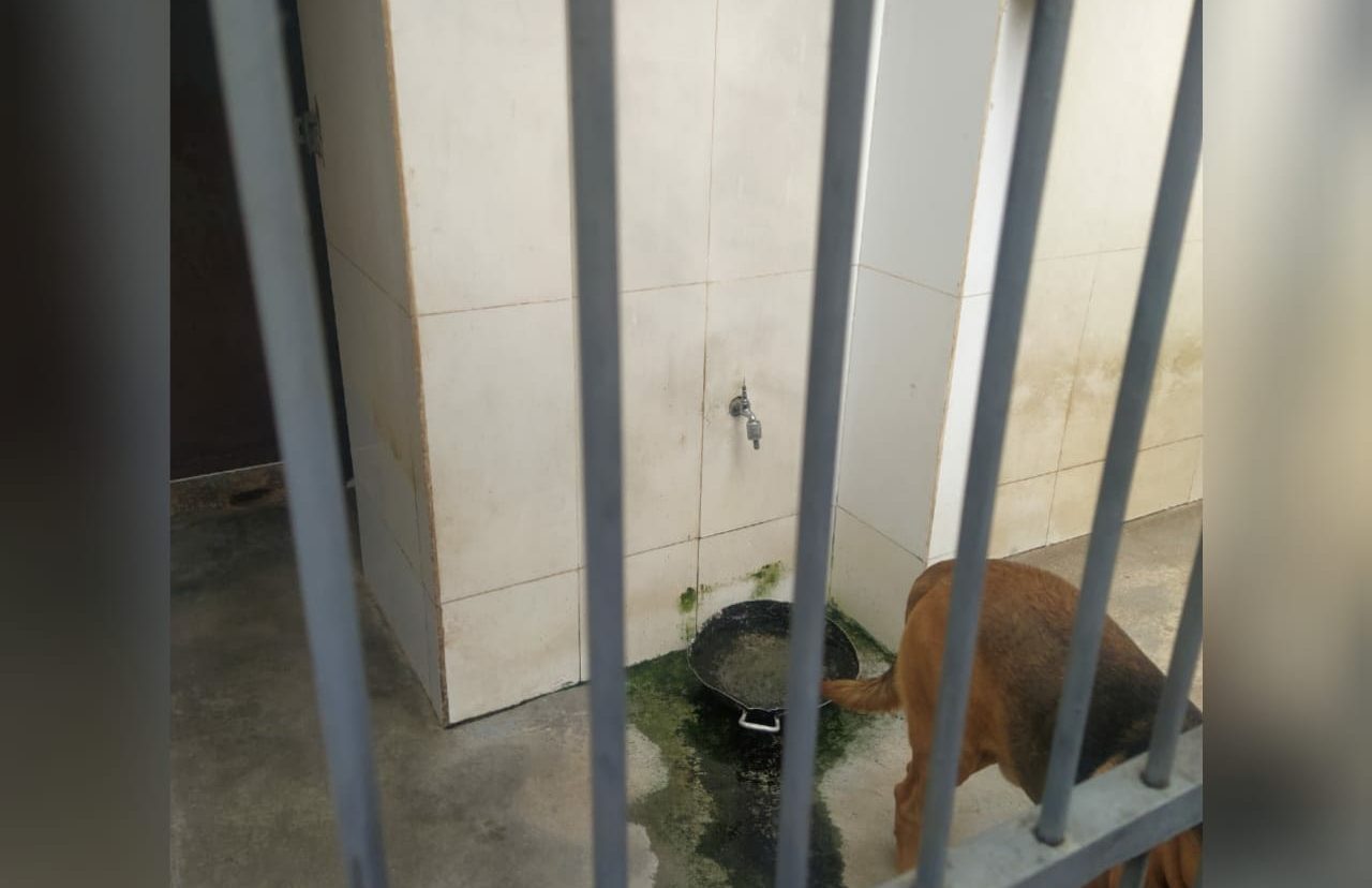 Um militar denunciou ao Mais Goiás nesta sexta-feira (12) um suposto ‘abandono’ do canil do Corpo de Bombeiros, em Goiânia. (Foto: reprodução)
