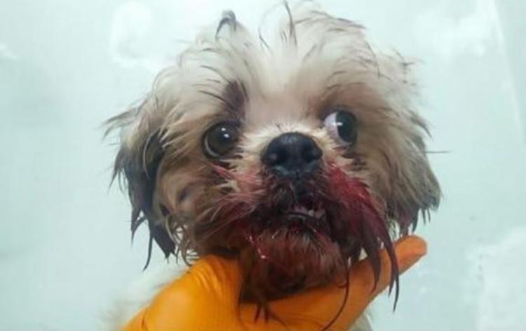 Vaquinha para tratamento de cachorro baleado junto aos donos goianos atinge valor - casal - morto