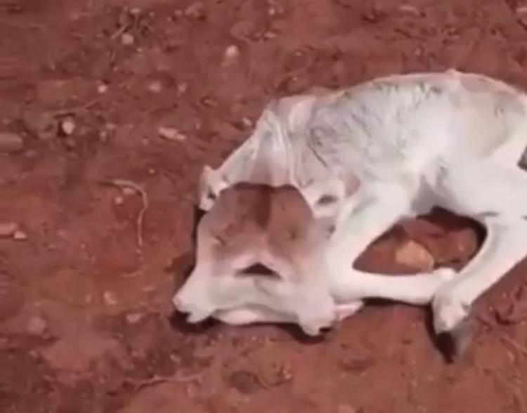 Bezerro nasce com duas cabeças e sobrevive no interior do RN; vídeo