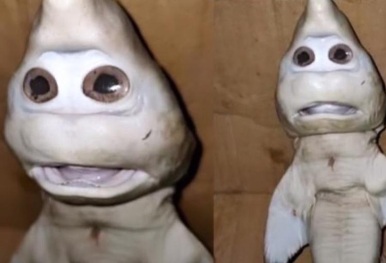 Um pescador da Indonésia diz ter encontrado, no último sábado (20), um filhote de tubarão com aparência humanas