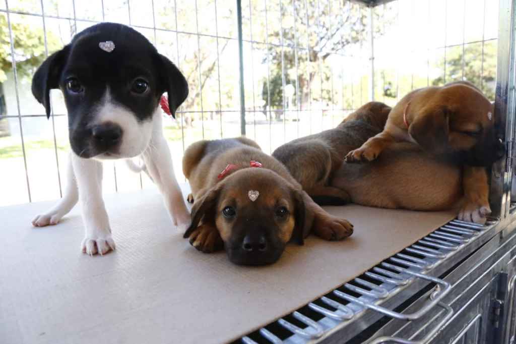 Anápolis sanciona lei que multa quem oferecer animais como brinde em eventos