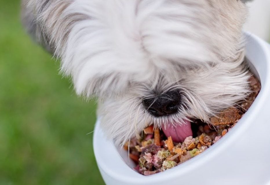 alimentação natural para pets em Goiânia