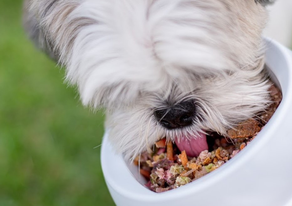 alimentação natural para pets em Goiânia