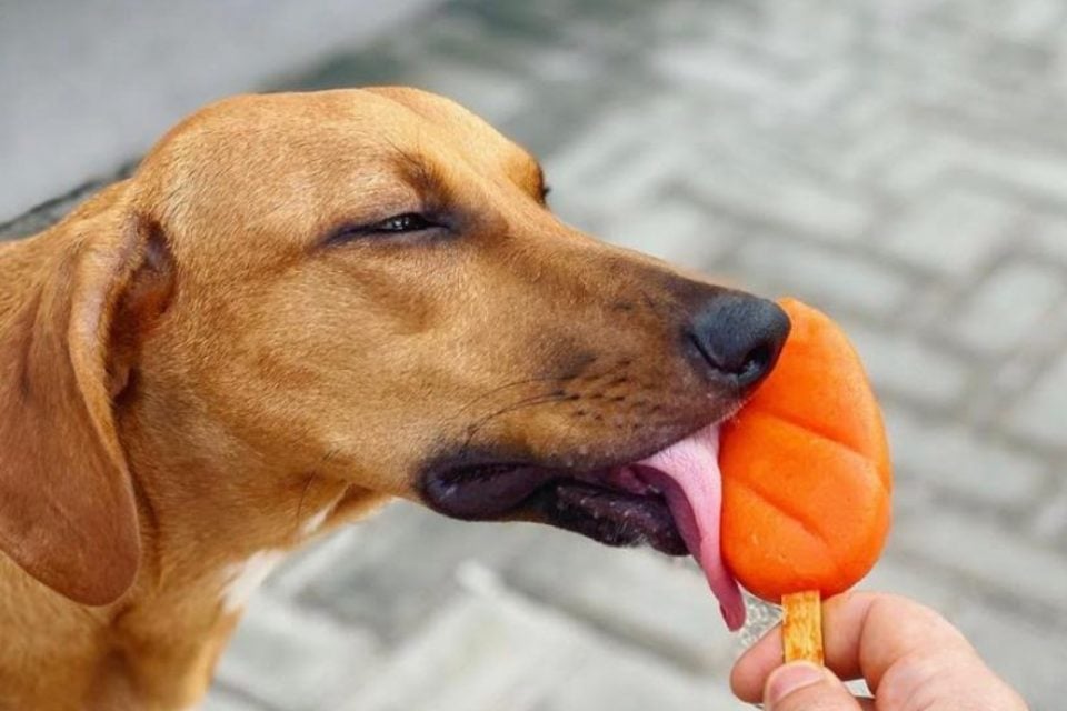 alimentação natural para pets em Goiânia