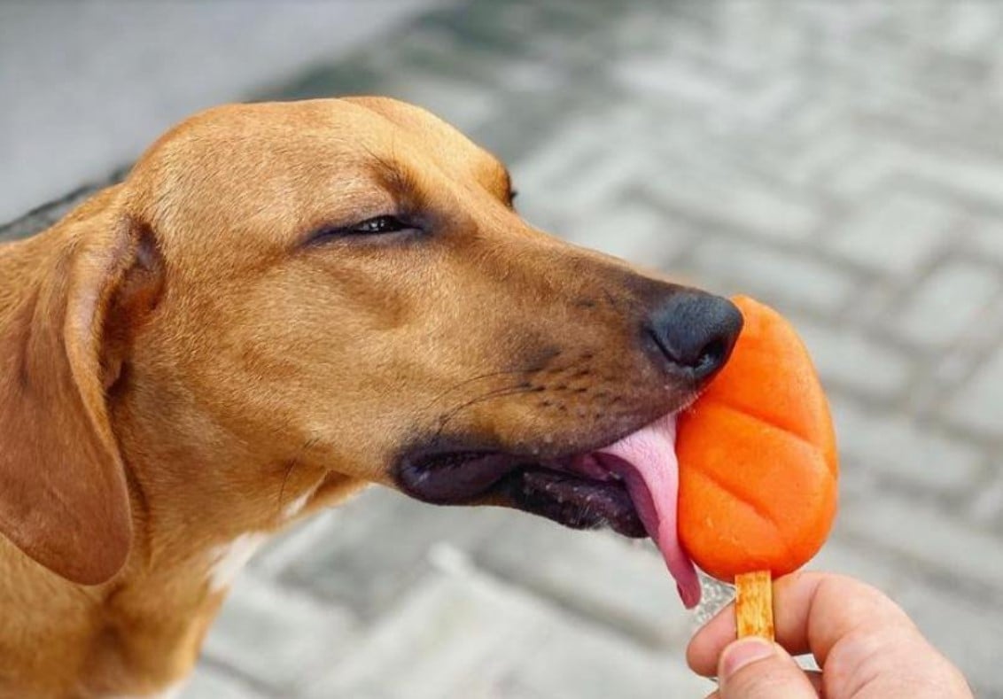 alimentação natural para pets em Goiânia