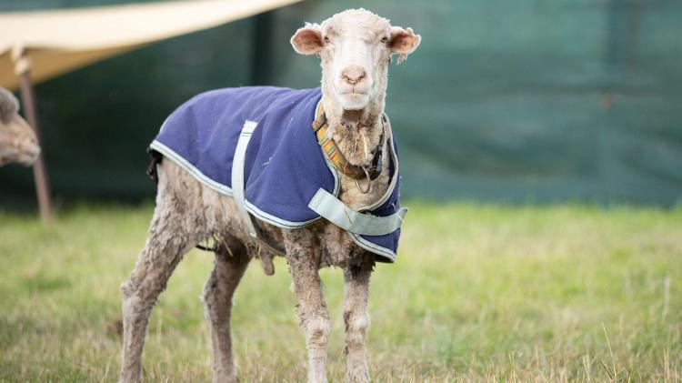 Ovelha perde 35 kg de lã após 1ª tosa em cinco anos; veja o resultado