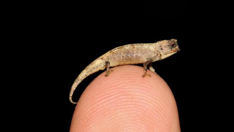 Brookesia nana Cientistas descobrem o menor réptil do mundo, com menos de 2,5 centímetros