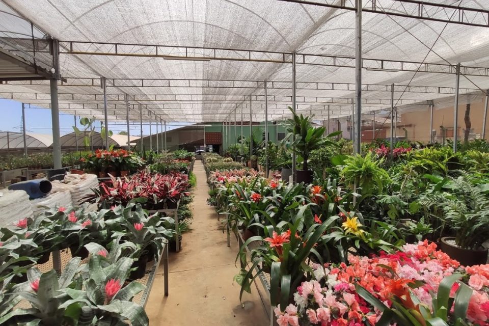 floriculturas em Goiânia
