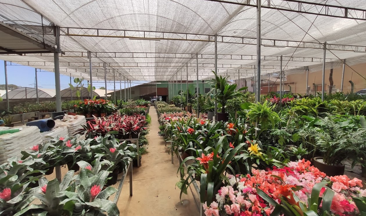 floriculturas em Goiânia