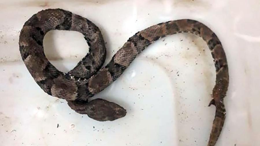 Grávida é picada por jararaca e mata animal a vassouradas no Mato Grosso