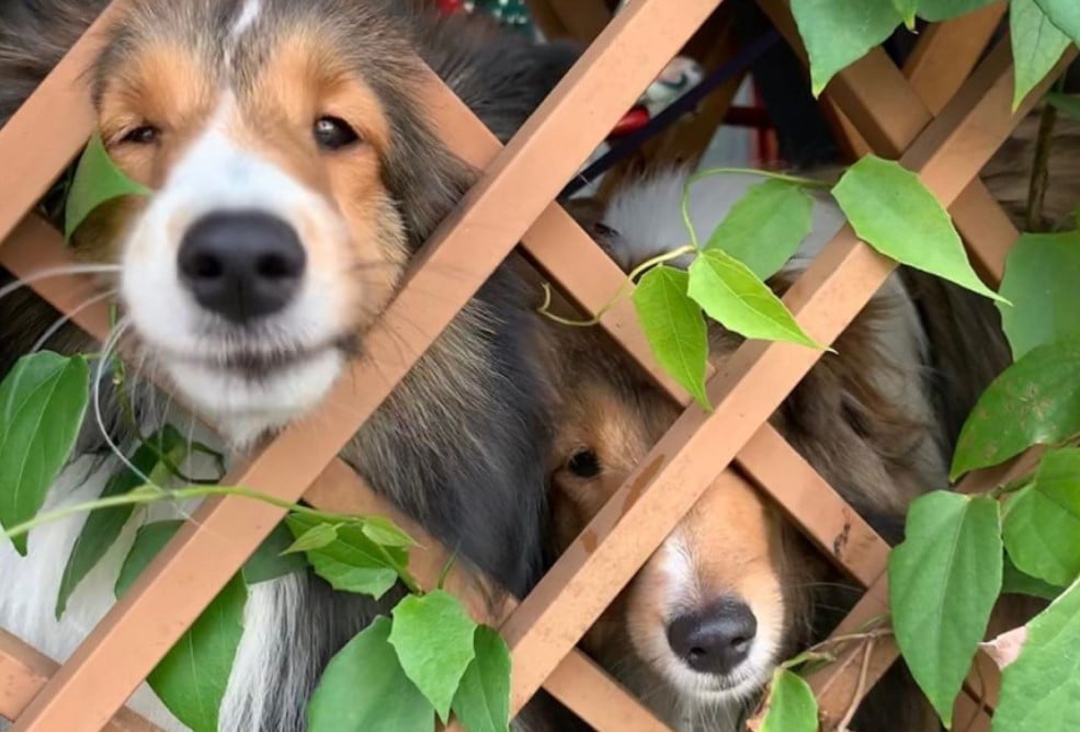 pet friendly Goiânia