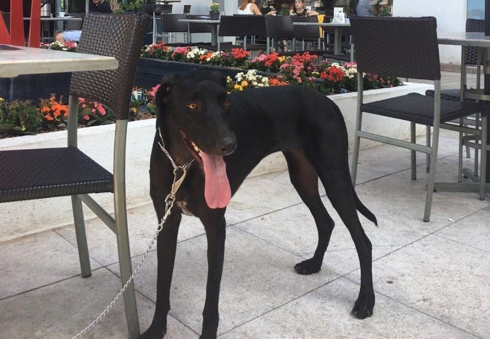 pet friendly Goiânia