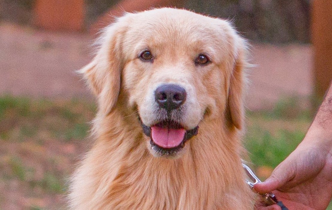 pet friendly Goiânia