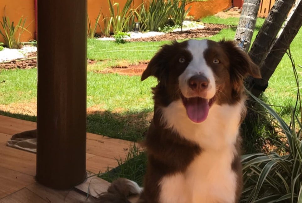 pet friendly Goiânia