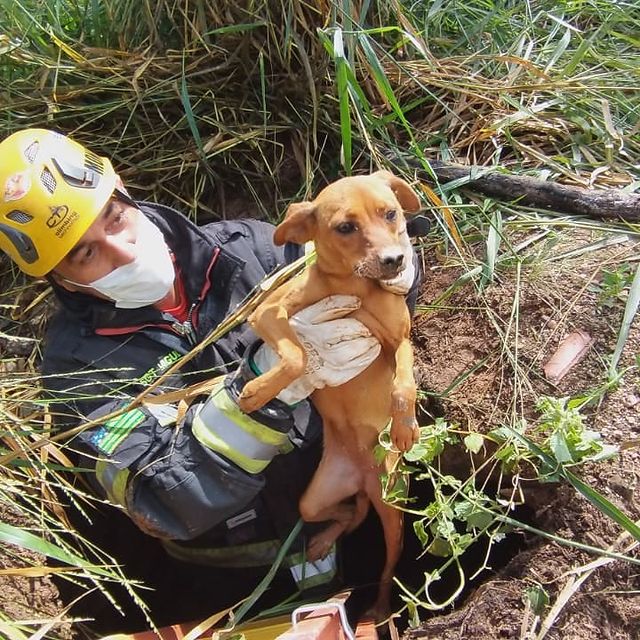 Em 24 horas, Três cães são salvos de diferentes situações arriscadas em Goiás