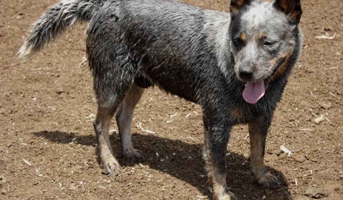 Cão da raça Burriler (Foto: Ilustrativa)