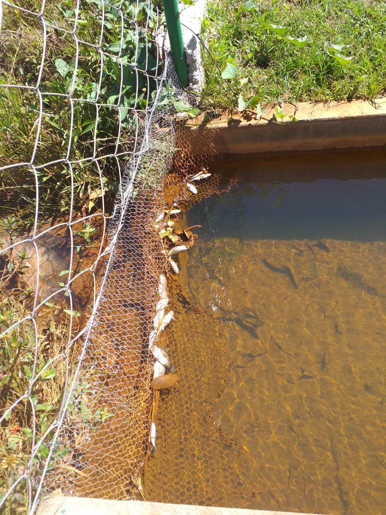 Dezenas de peixes morrem por suposta água contaminada em Leopoldo de Bulhões