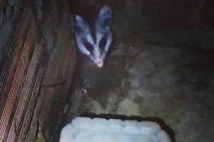 Em menos de 12 horas, bombeiros resgatam dois gambás em Luziânia