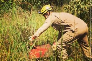 Em menos de 12 horas, bombeiros resgatam dois gambás em Luziânia