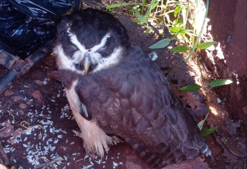 Bombeiros resgatam Corujão em Leopoldo de Bulhões