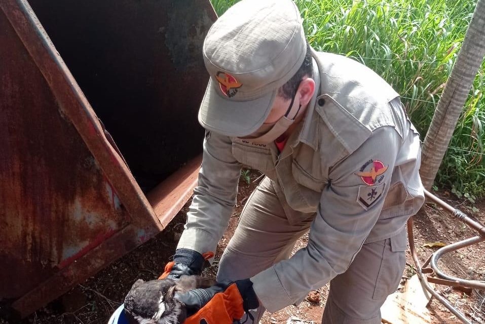 Bombeiros resgatam Corujão em Leopoldo de Bulhões (Foto: Reprodução/CBM)