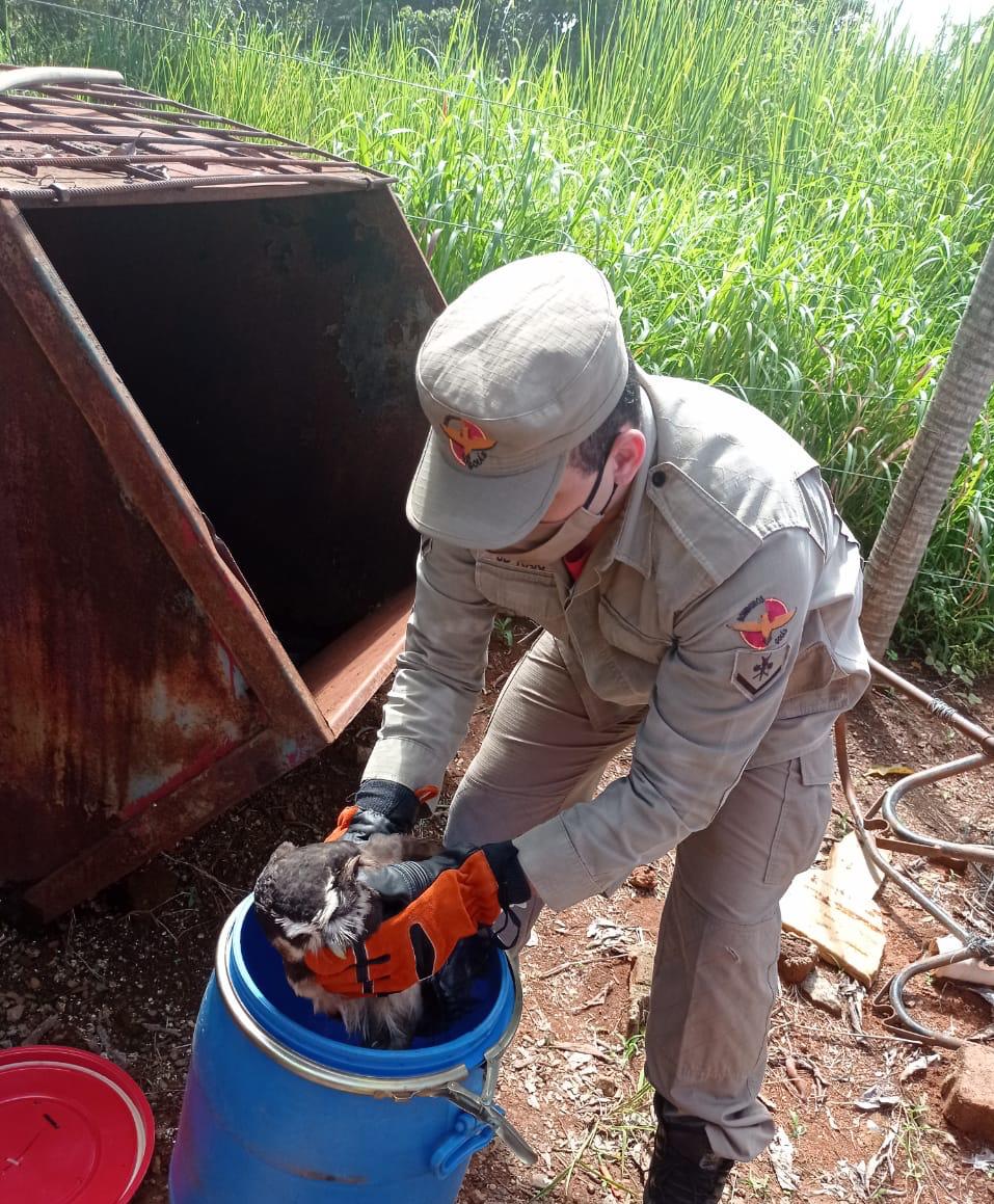 Bombeiros resgatam Corujão em Leopoldo de Bulhões (Foto: Reprodução/CBM) 