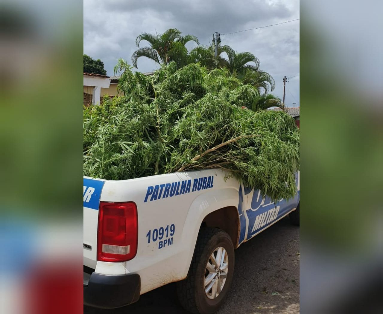 A Polícia Militar (PM) apreendeu, na tarde de sábado (13), uma plantação de maconha em uma residência localizada no município de Abadiânia. (Foto: divulgação/PM)