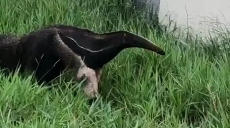 Bombeiros resgatam tamanduá que andava pelas ruas de Goianira