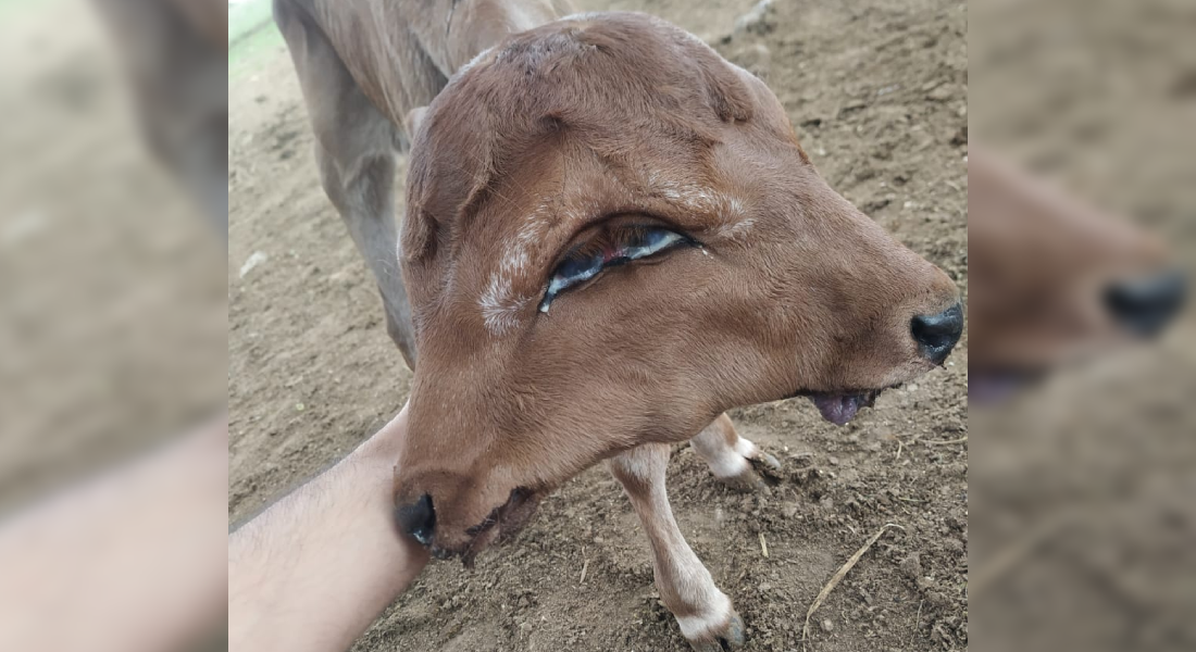 Outro bezerro nasce com duas faces no Nordeste