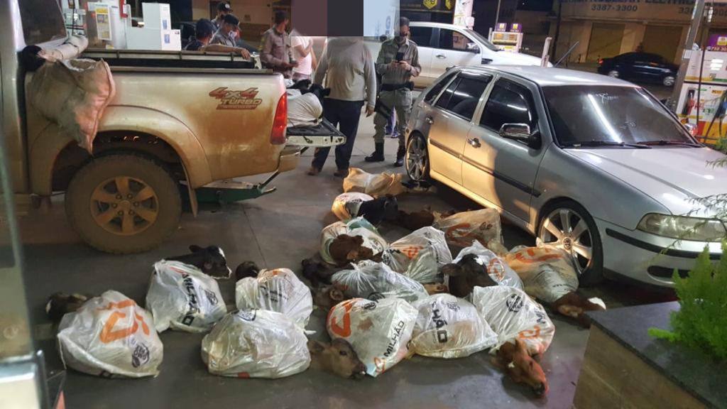 Polícia resgata mais de 20 bezerros sendo transportados em sacos em Anápolis