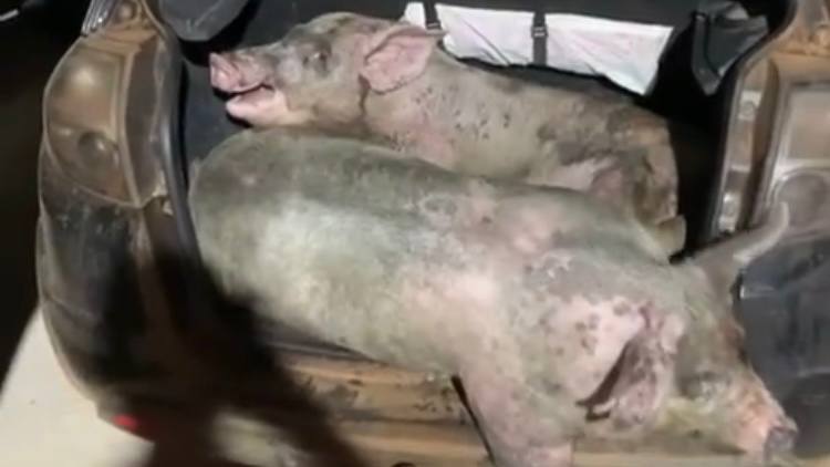 Preso suspeito de furtar e transportar porcos de raça no porta-malas de carro