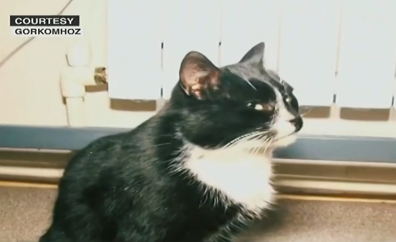 Avião faz pouso de emergência após gato atacar piloto, no Sudão