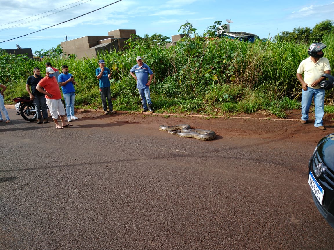 Cobra foi resgatada enquanto atravessava Avenida Brasil 