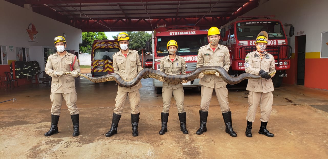 Sucuri de quase 5 metros é resgatada por bombeiros em Quirinópolis