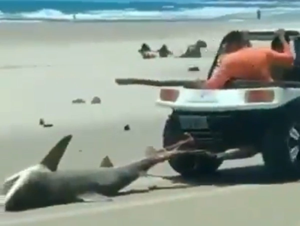 O Ibama (Instituto Brasileiro do Meio Ambiente e dos Recursos Naturais Renováveis) identificou e autuou seis pessoas envolvidas na captura, na tortura e na morte de um tubarão no litoral do Ceará - Seis pessoas são autuadas por tortura e morte de tubarão no Ceará