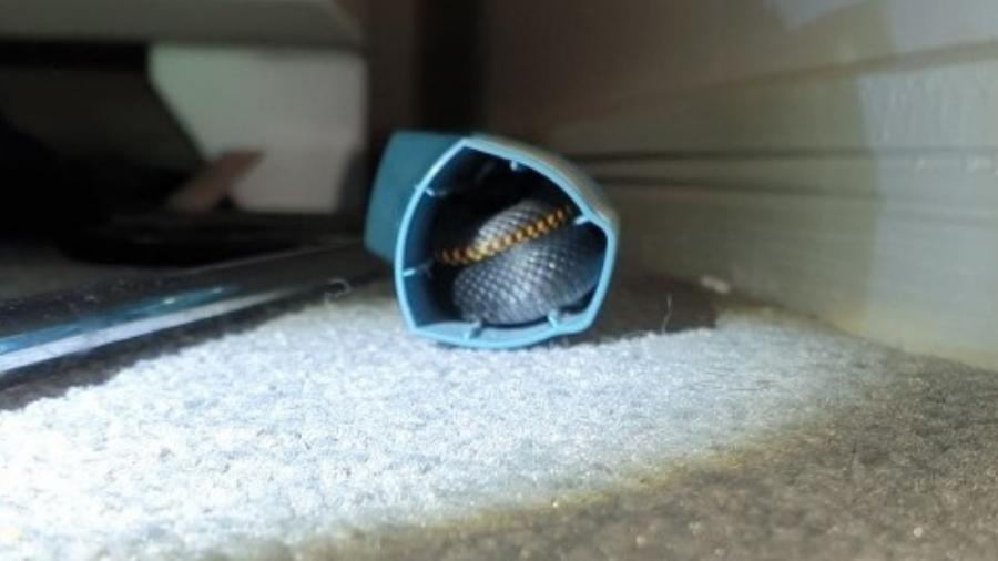 Essa cobra é capaz de causar acidentes fatais quando a pica - adolescente encontra cobra venenosa dentro de bombinha de asma na Austrália - cobra-preta-de-barriga-vermelha