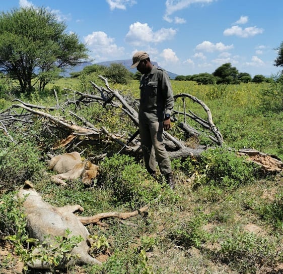Homem é devorado por dois leões na África do Sul