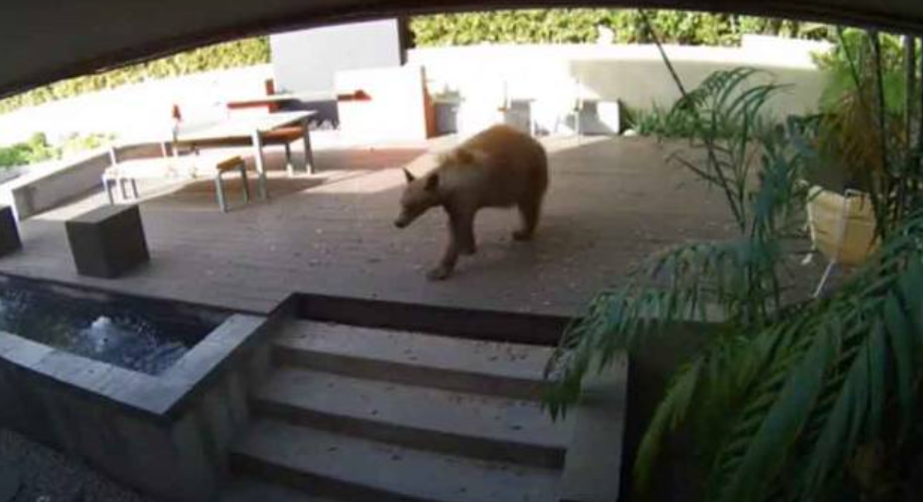 Urso invade casa e é expulso por dois cachorros pequenos; vídeo