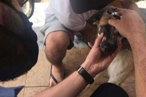 Juiz aceita processo que teve assinatura de cachorro vítima de maus-tratos