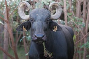 Governo de Goiás notifica produtor rural a tirar búfalos de terras kalungas