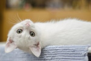 Gato é detido no Panamá tentando transportar drogas para uma prisão