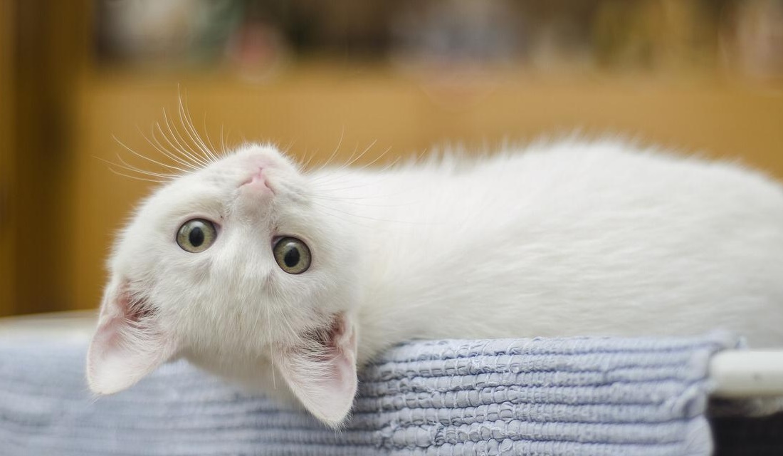 Gato é detido no Panamá tentando transportar drogas para uma prisão